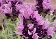 Close up lavendula Hishtil
